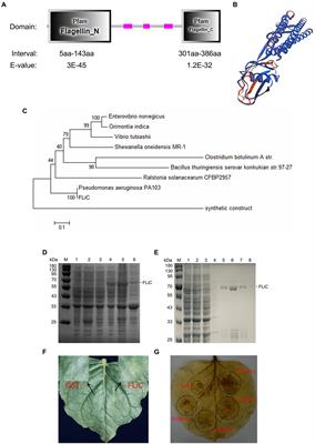 Flagellin C decreases the expression of the Gossypium hirsutum cation/proton exchanger 3 gene to promote calcium ion, hydrogen peroxide, and nitric oxide and synergistically regulate the resistance of cotton to Verticillium wilt